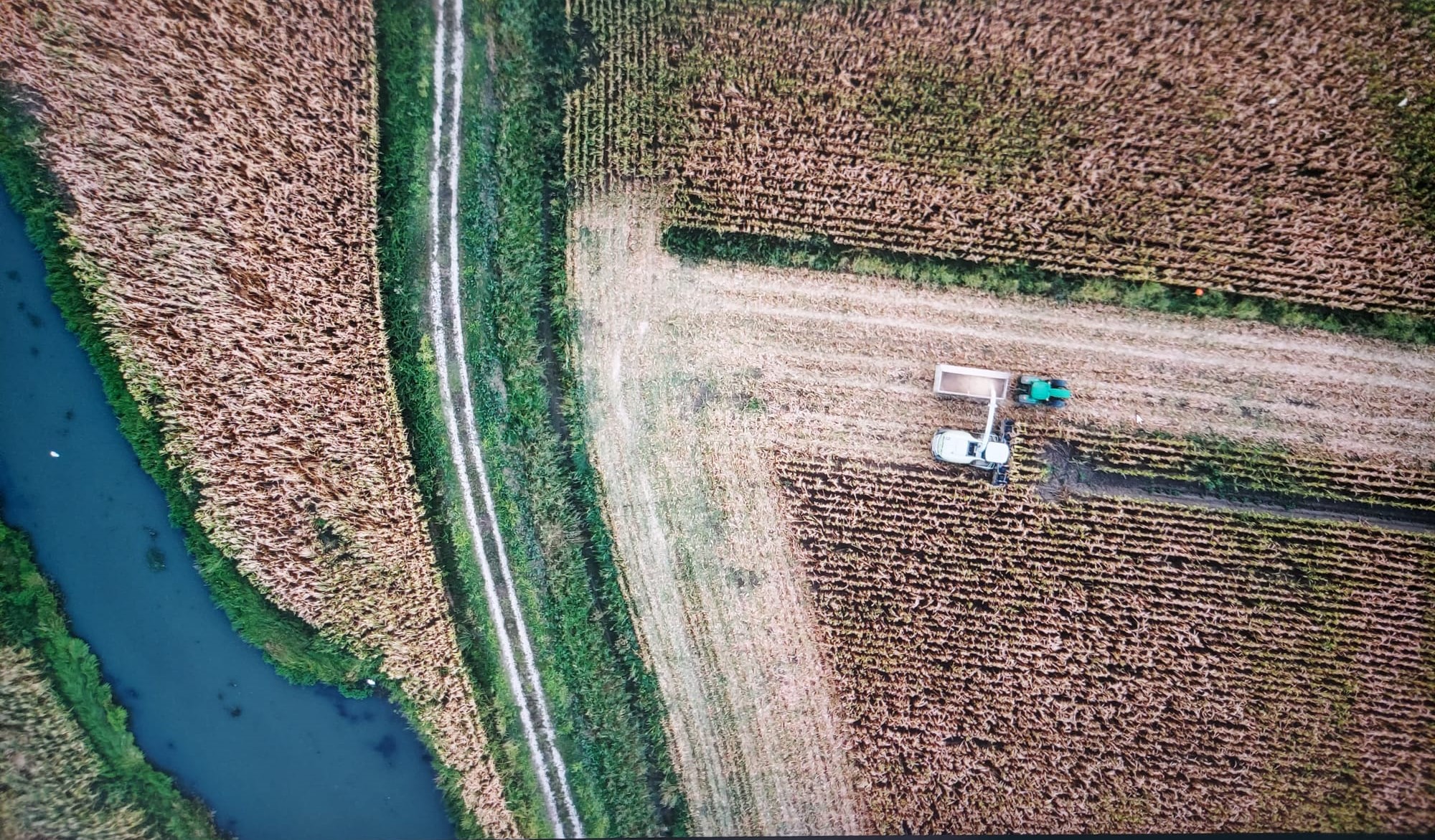 Campo di grano e trattore