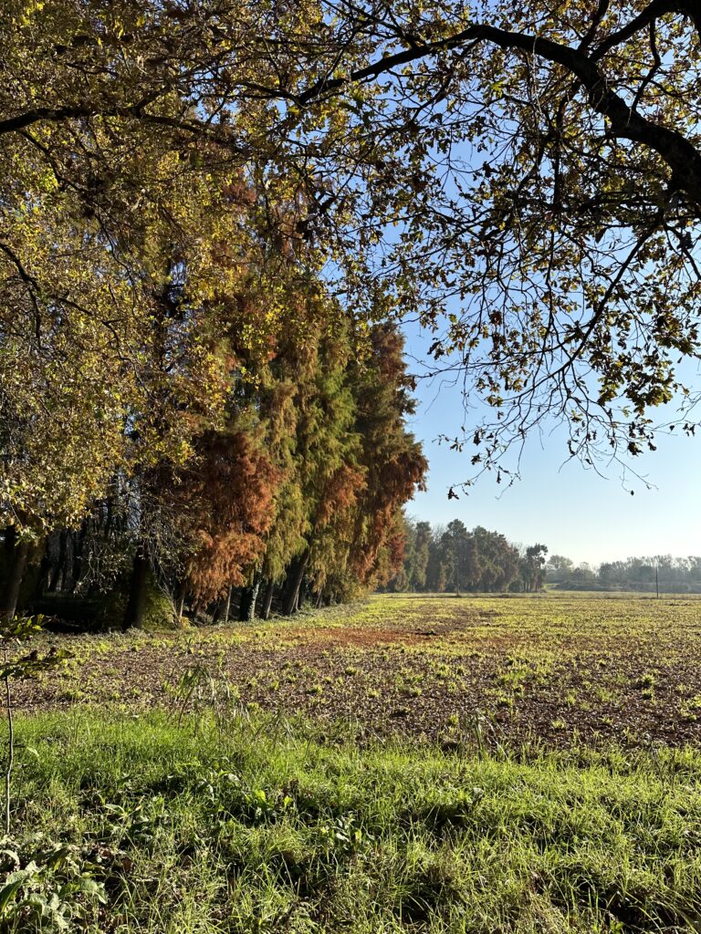 alberi secolari